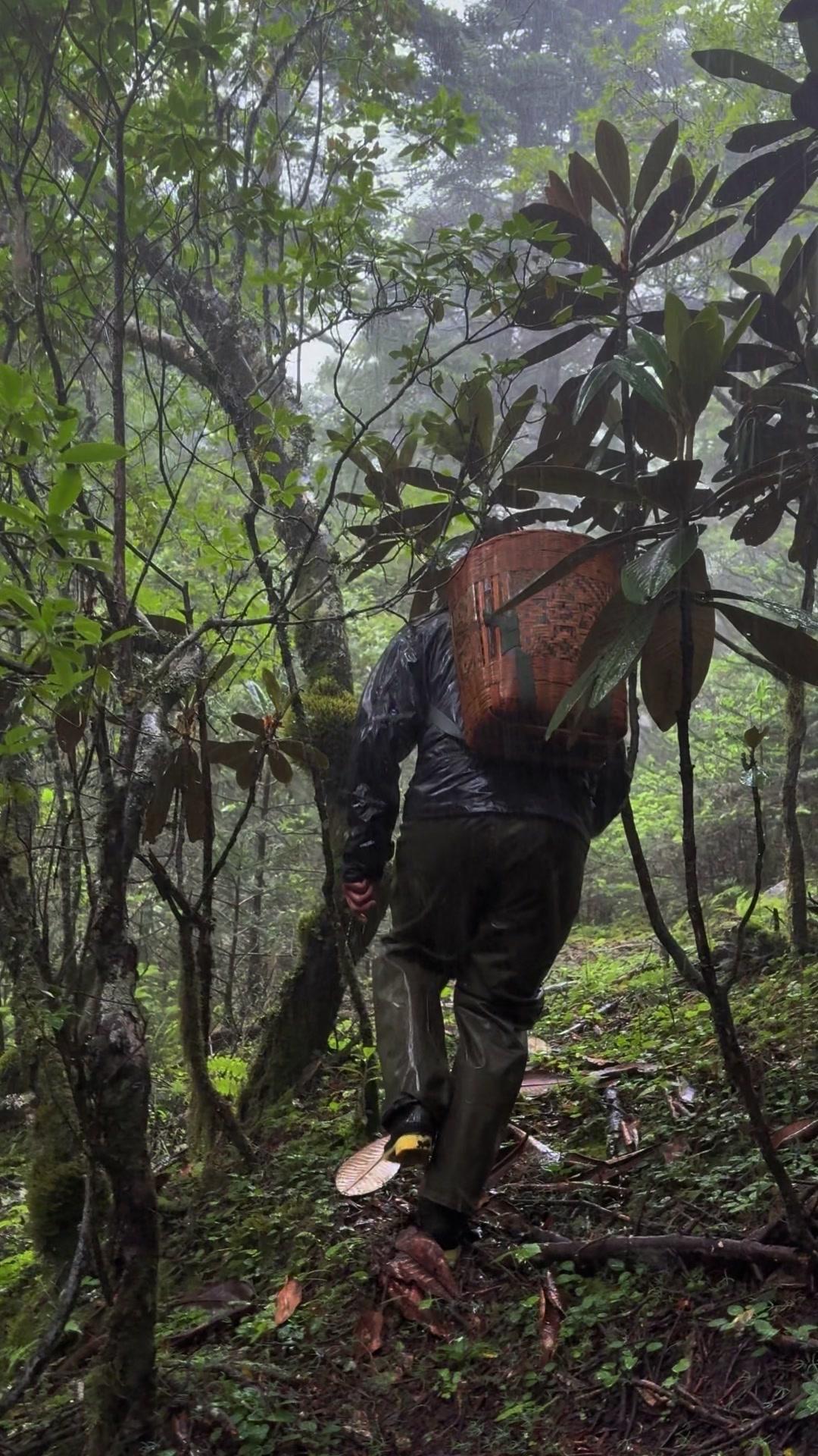 雨后上山捡蘑菇太爽了！🍄刚下过雨的山林就是天然菌窝，一进山就发现一窝亮光丝膜菌
