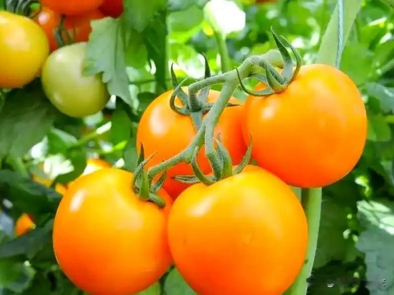 1. 异常上涨的幅度

· 当前零售价：全国多地普遍为每斤 7-10元，部分精品