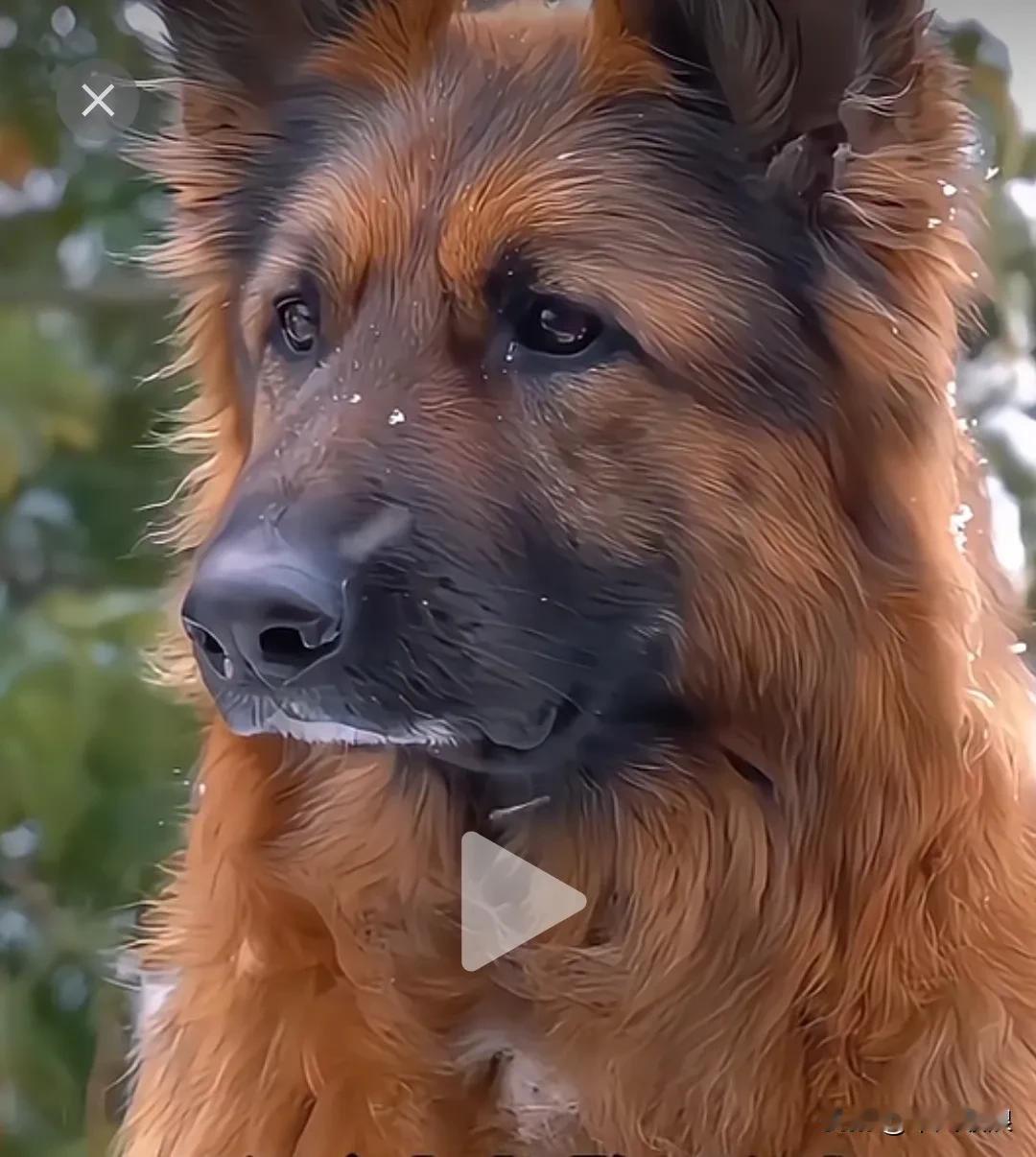 退役军犬知道训导员今天会来看自己，不惧严寒早早地就在路上等候，那模样让人看了心酸