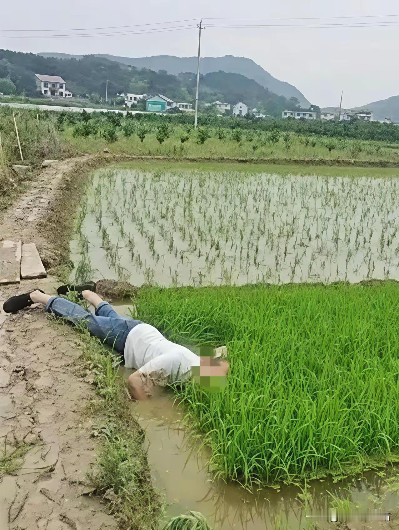 “并非谁死谁有理！”四川成都，一七旬大爷早起锻炼时，路过一片稻田，当他来到稻田边