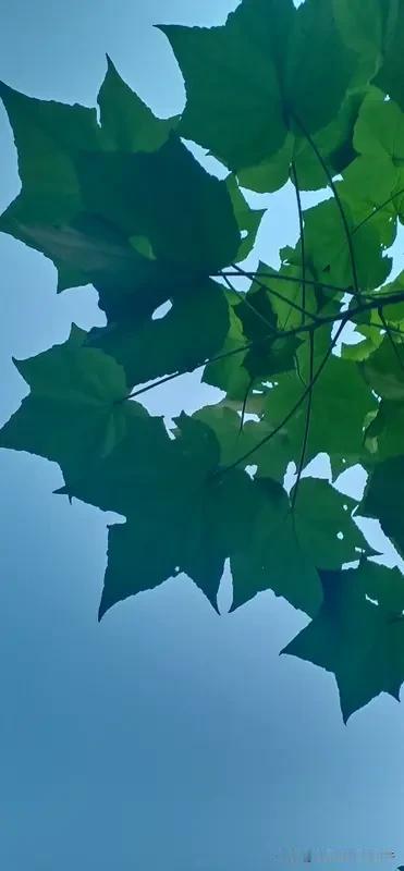 看到“清风吹过梧桐叶”这个上联，瞬间来了兴致。它勾勒出一幅清风拂叶的悠然画面。我