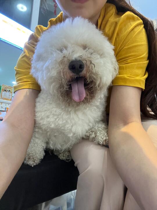 梅雨季对小白狗真的太不友好了！！！