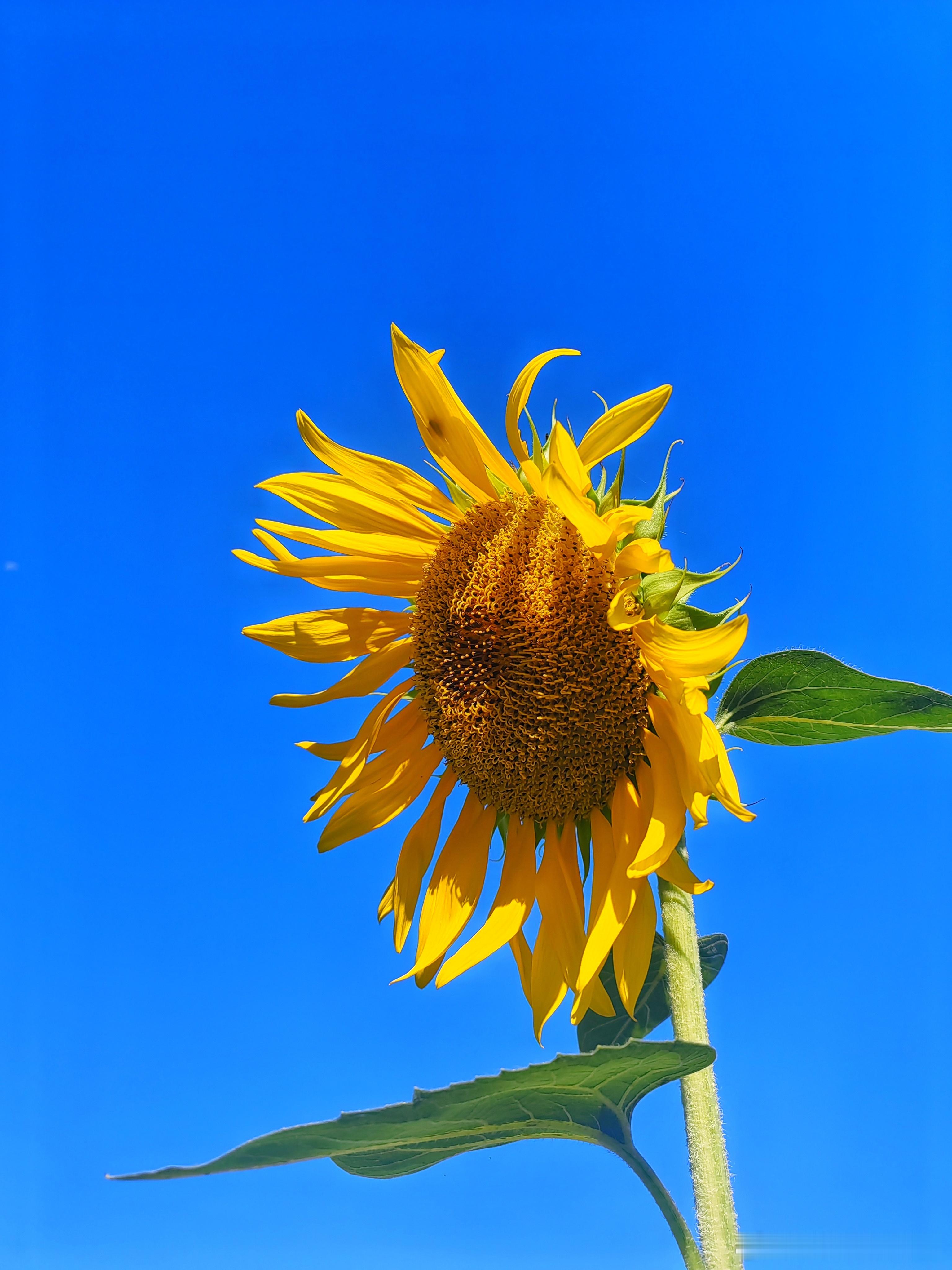 北京 门头沟古道人民公社向日葵🌻摄影​​​