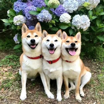 科技大喇叭