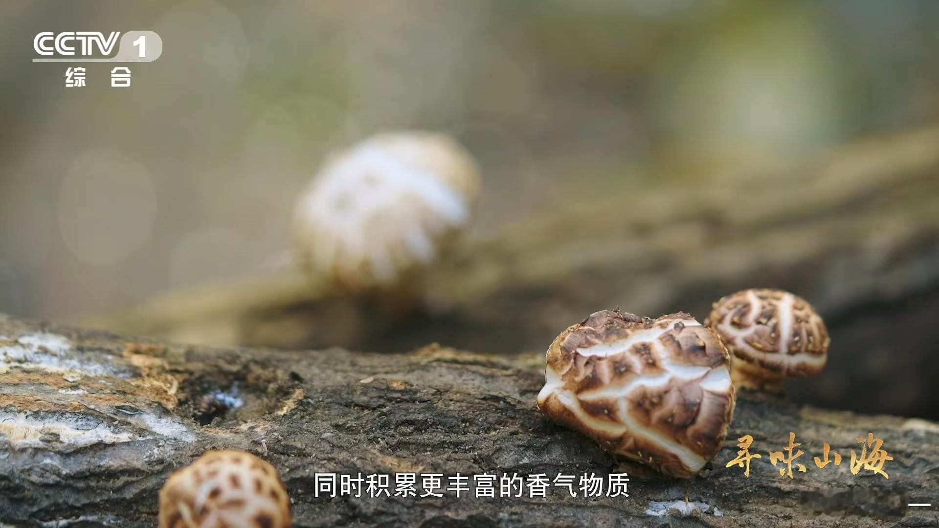 一种花菇可以有两种味道 中国香菇之乡随州果然名不虚传！这里出产的花菇品相完美、口