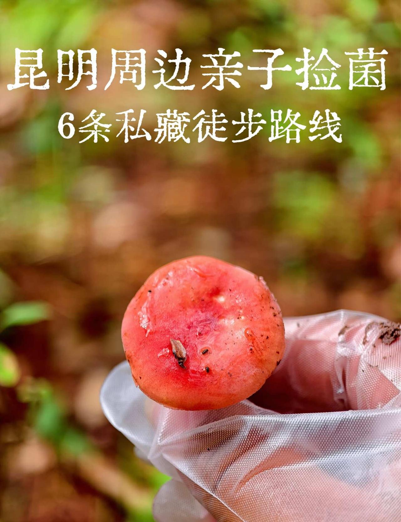 昆明周边6条免费亲子捡菌路线🍄
昆明周边遛娃天花板玩法！不用远行、不用高强度爬