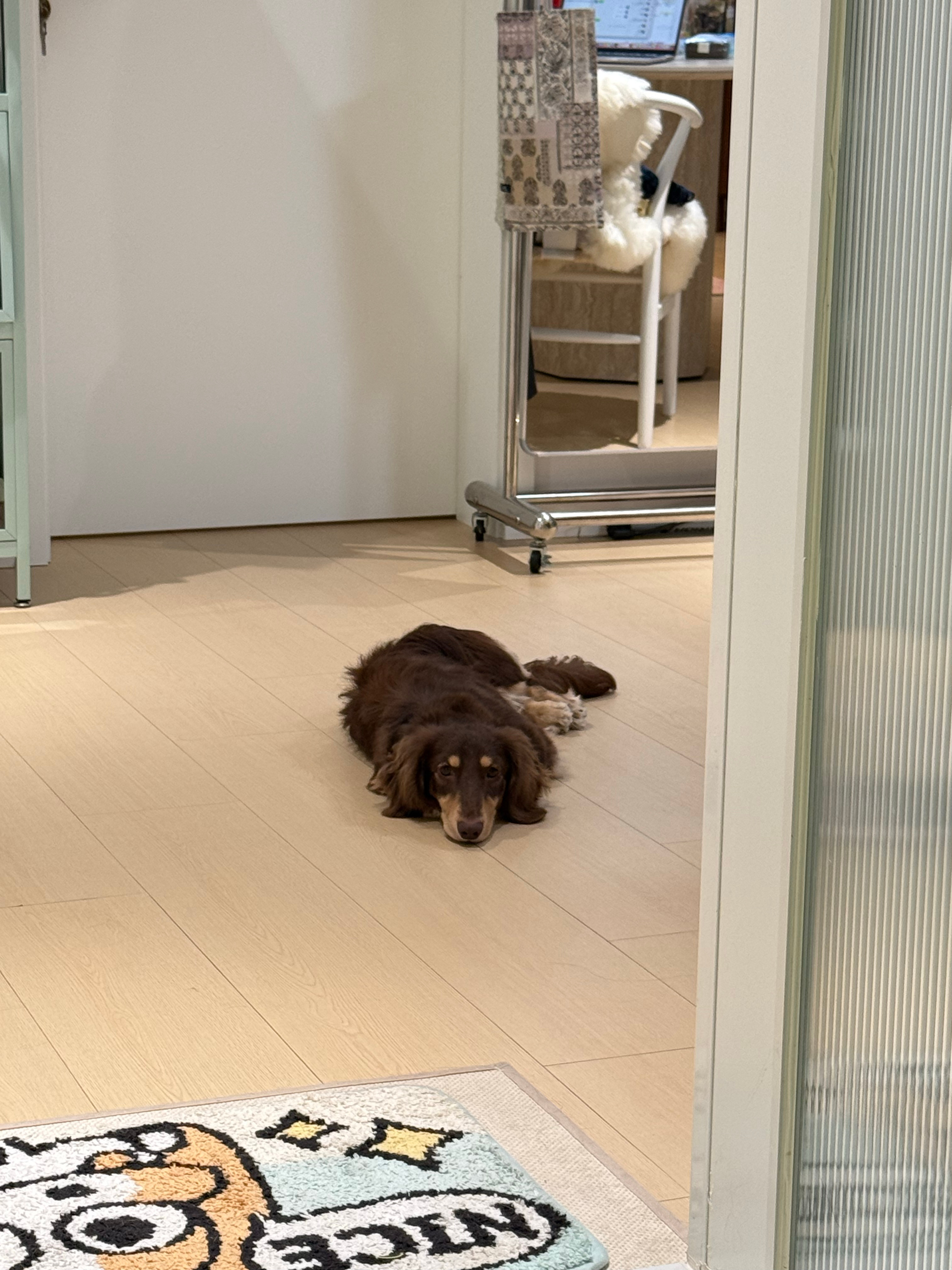 我上厕所 小狗： 