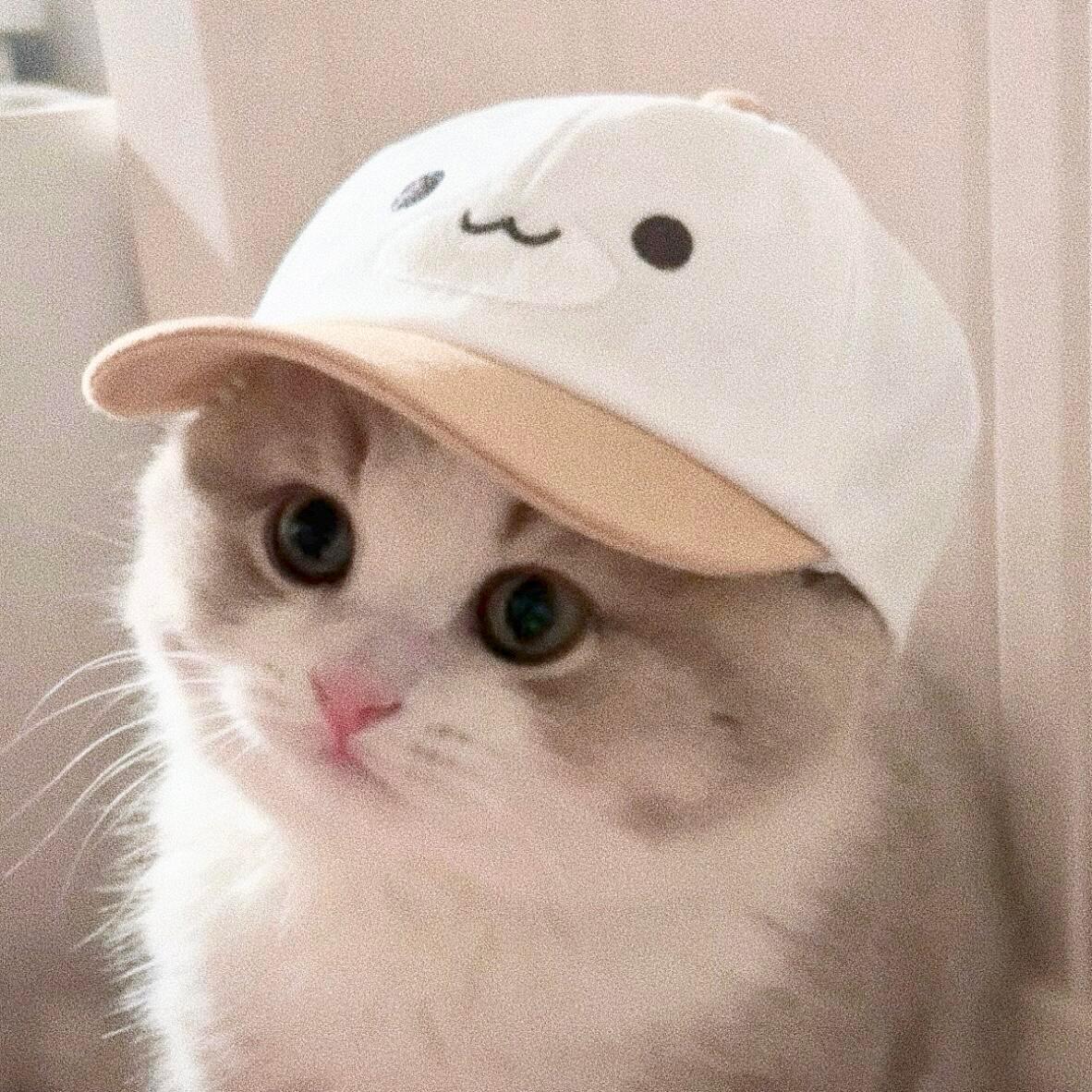 𝐀𝐯𝐚𝐭𝐚𝐫｜审咪积累 小猫大头照 (=^.^=) 