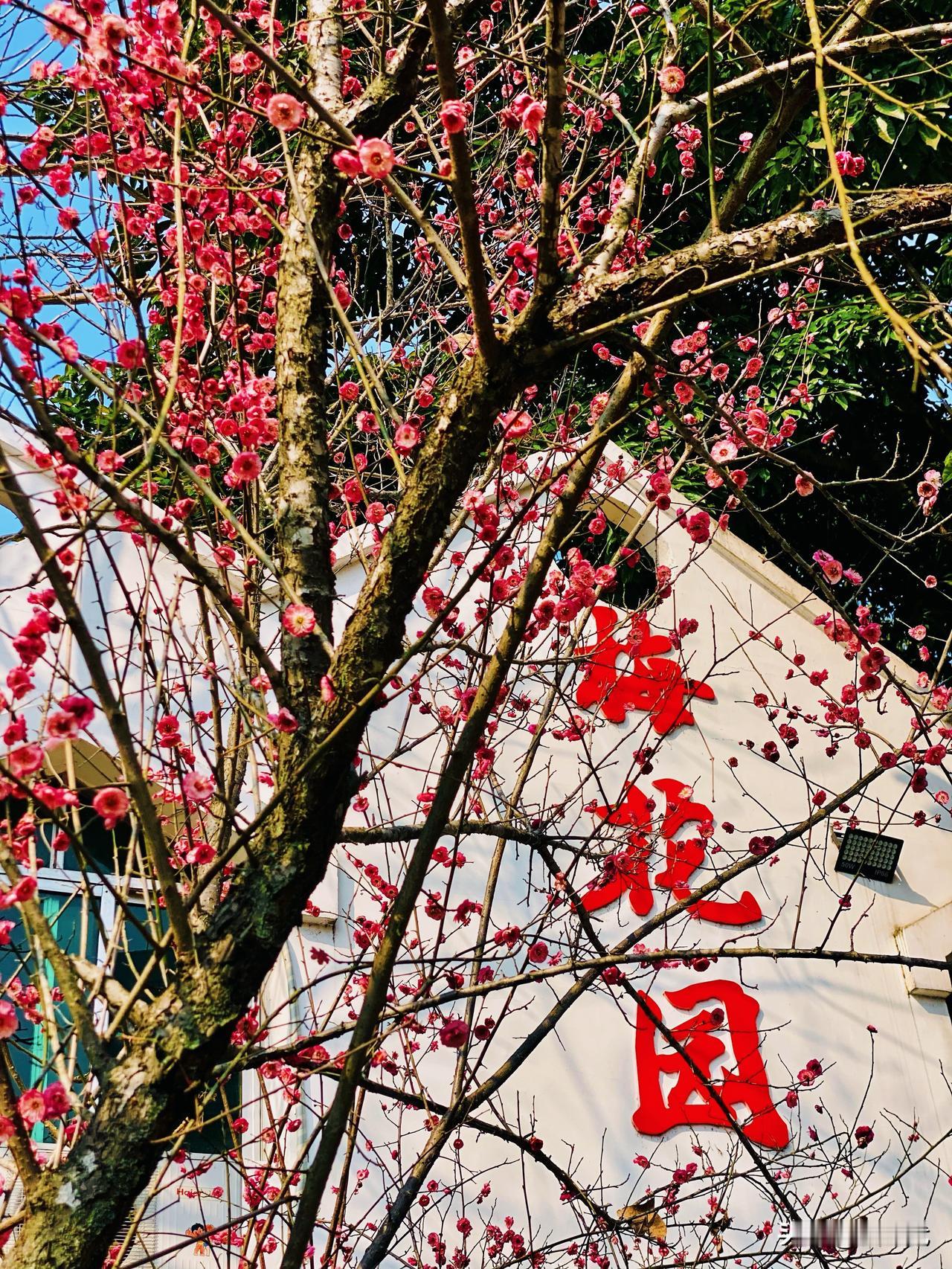 四川射洪。花果山，红梅树下喝杯茶。红梅花儿