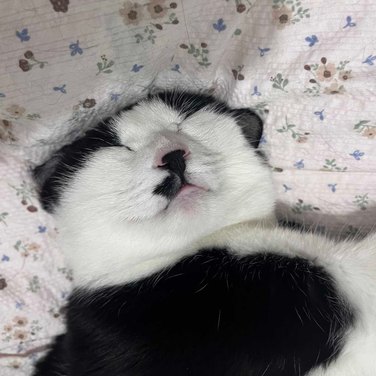 我们都在用力地～～睡觉～～～daily奶牛猫 （投稿：） 