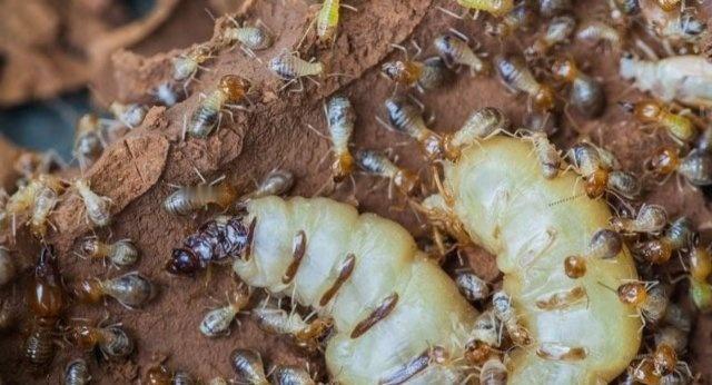 ，就像案例中床底蚁巢藏了8年才被发现 。
破坏力惊人，专攻“硬资产”：以木质纤维