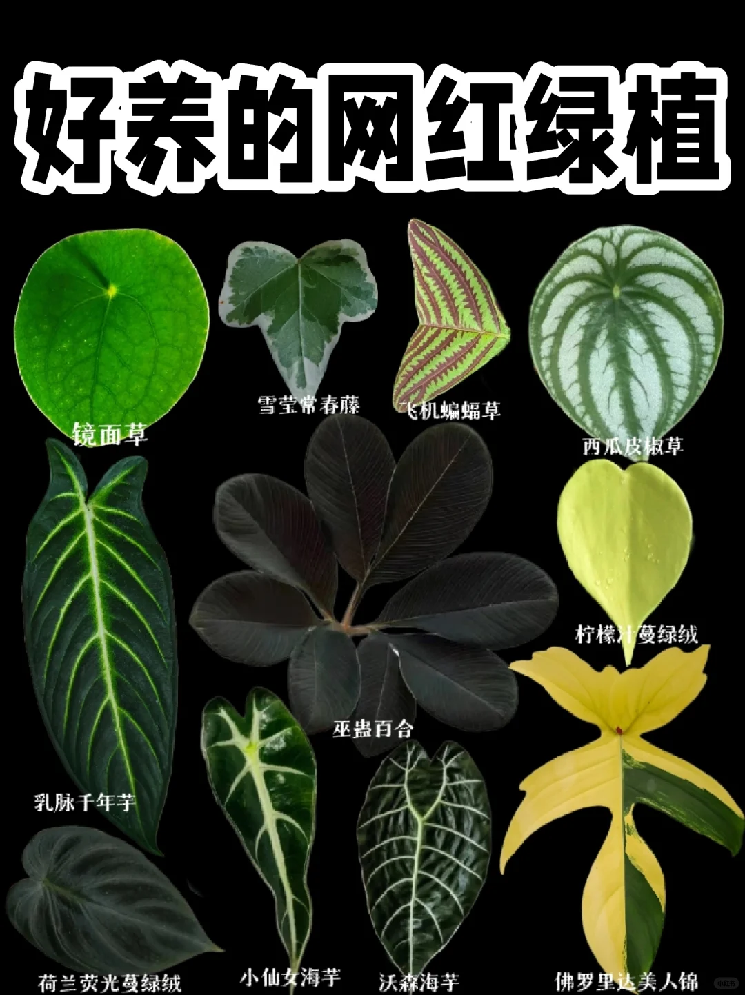 【懒人网红绿植】观叶植物越来越受到喜欢了