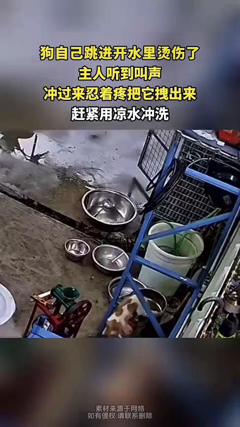 狗自己跳进开水里烫伤了，主人听到叫声冲过来忍着疼把它拽出来，赶紧用凉水冲洗。
素