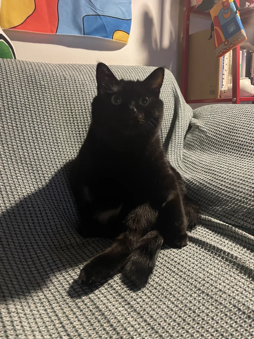 你好啊 要不要和我一起排排坐