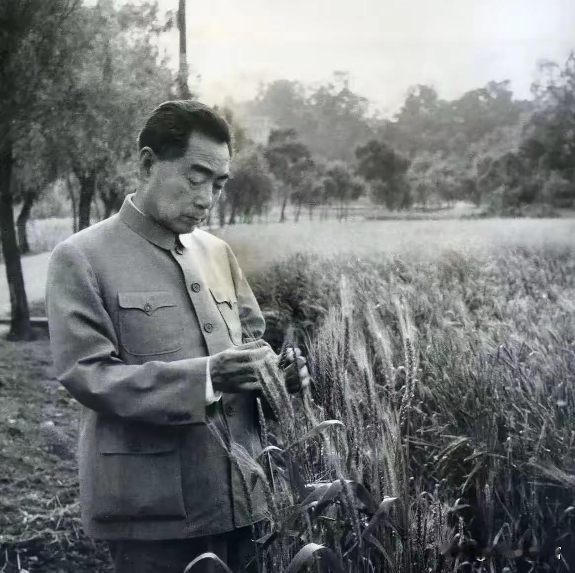 这张照片记录了1960年4月，周恩来总理在贵阳花溪人民公社的田间地头察看小麦生长