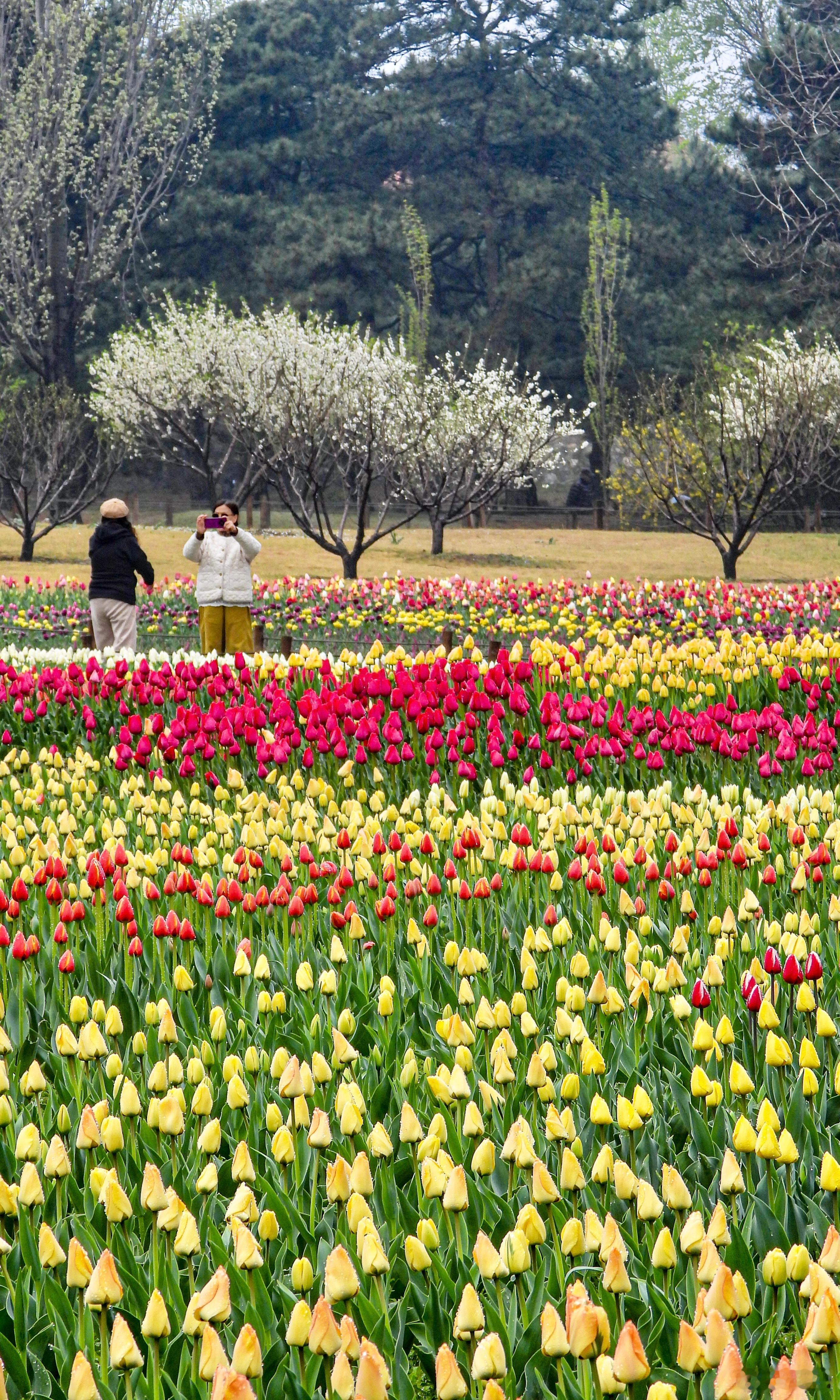 【国家植物园 郁金香花开如海】晓露凝芳甸，晴光入翠茵。千丛金缕艳，万朵绛唇新。香