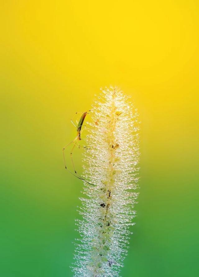 他用手机拍出了大自然奇妙的精灵世界！

2025年9月，一组看似不起眼的蘑菇照片