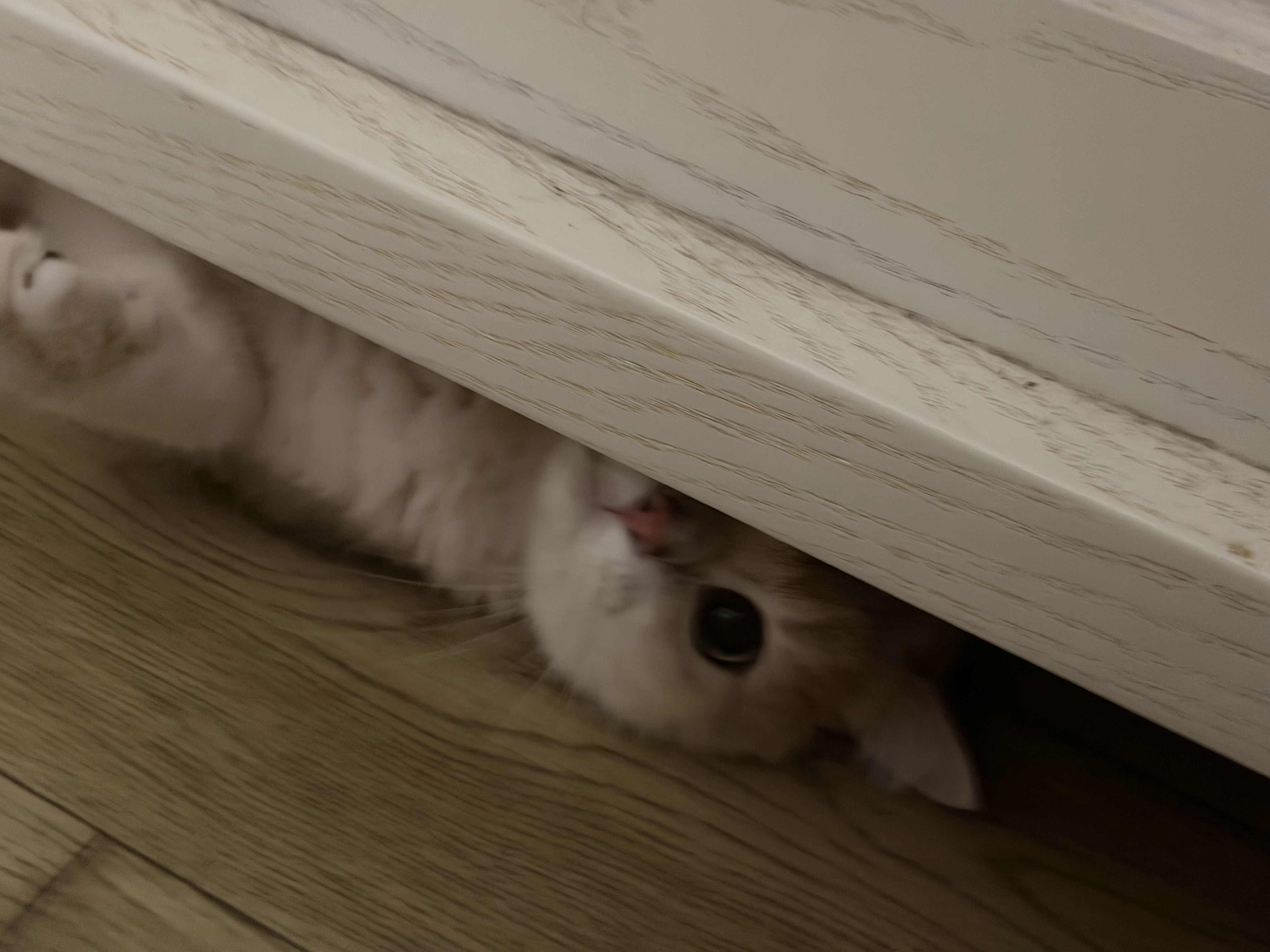 卖萌 