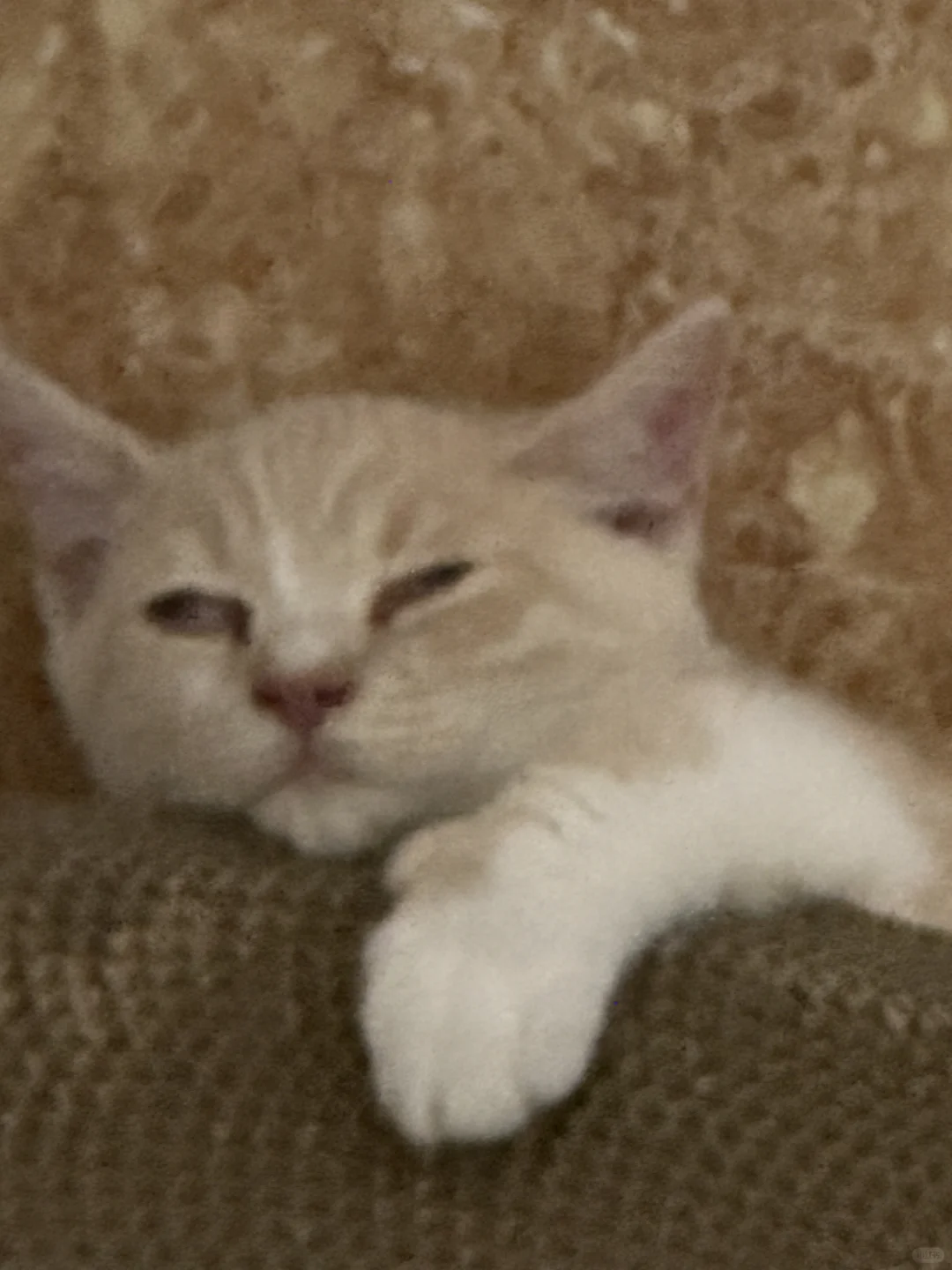 谁家小猫翻白眼睡觉
