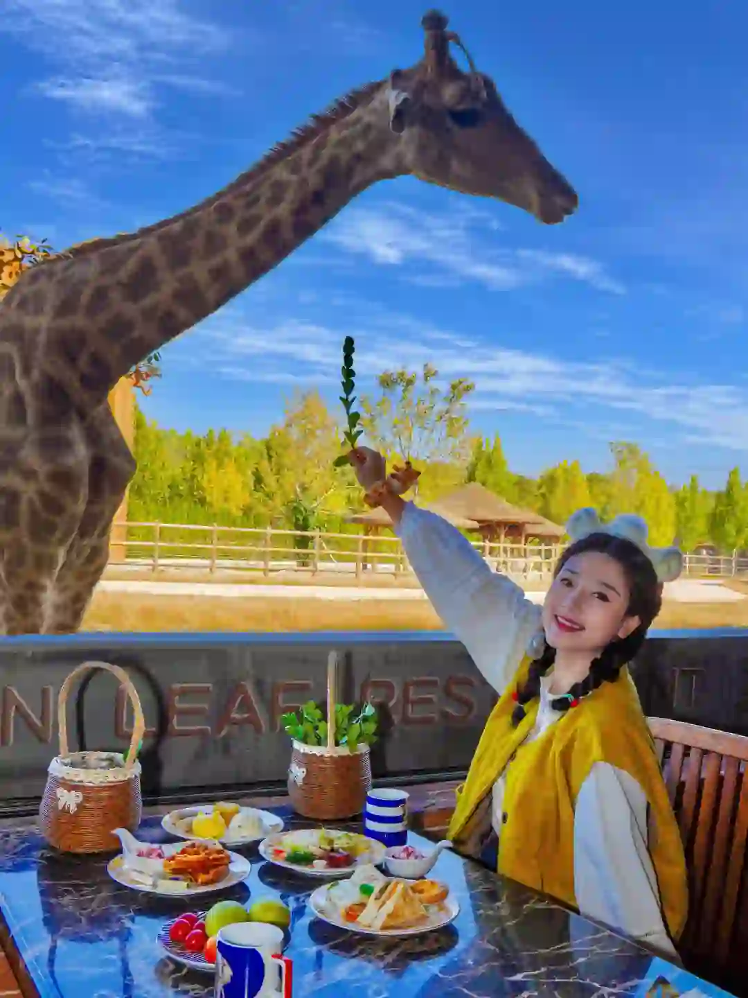 北京1.5h🚄住进疯狂动物城🦒淡季太香啦‼️