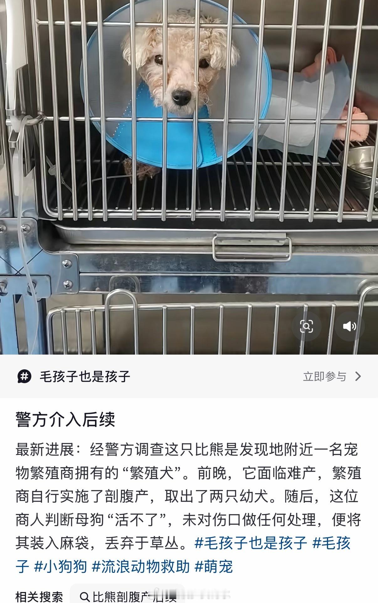 繁殖犬难产被剖腹取崽后丢弃短短87个字，念的我头皮发麻……“还有比人更坏的东西吗