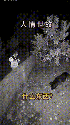 一个小女孩想翻过围墙，去摘别人家树上的果子。刚爬上墙头，树下拴着的大狗就冲着她凶