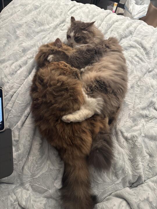 此猫为何如此霸道