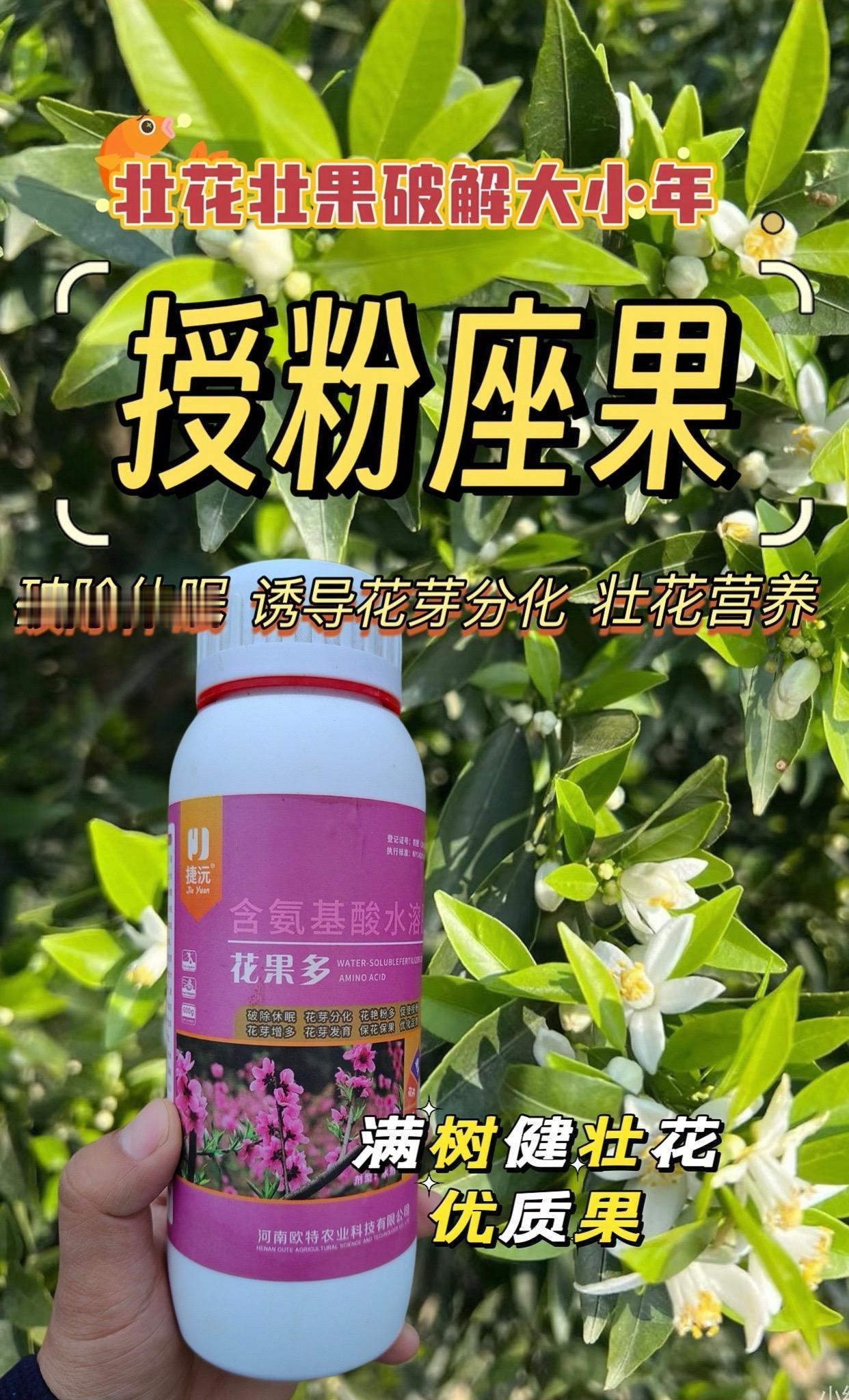 柑橘三月保花保果, 春梢萌芽开启保果工作, 调控糖氮比促花芽分化, 花瓣健壮更厚