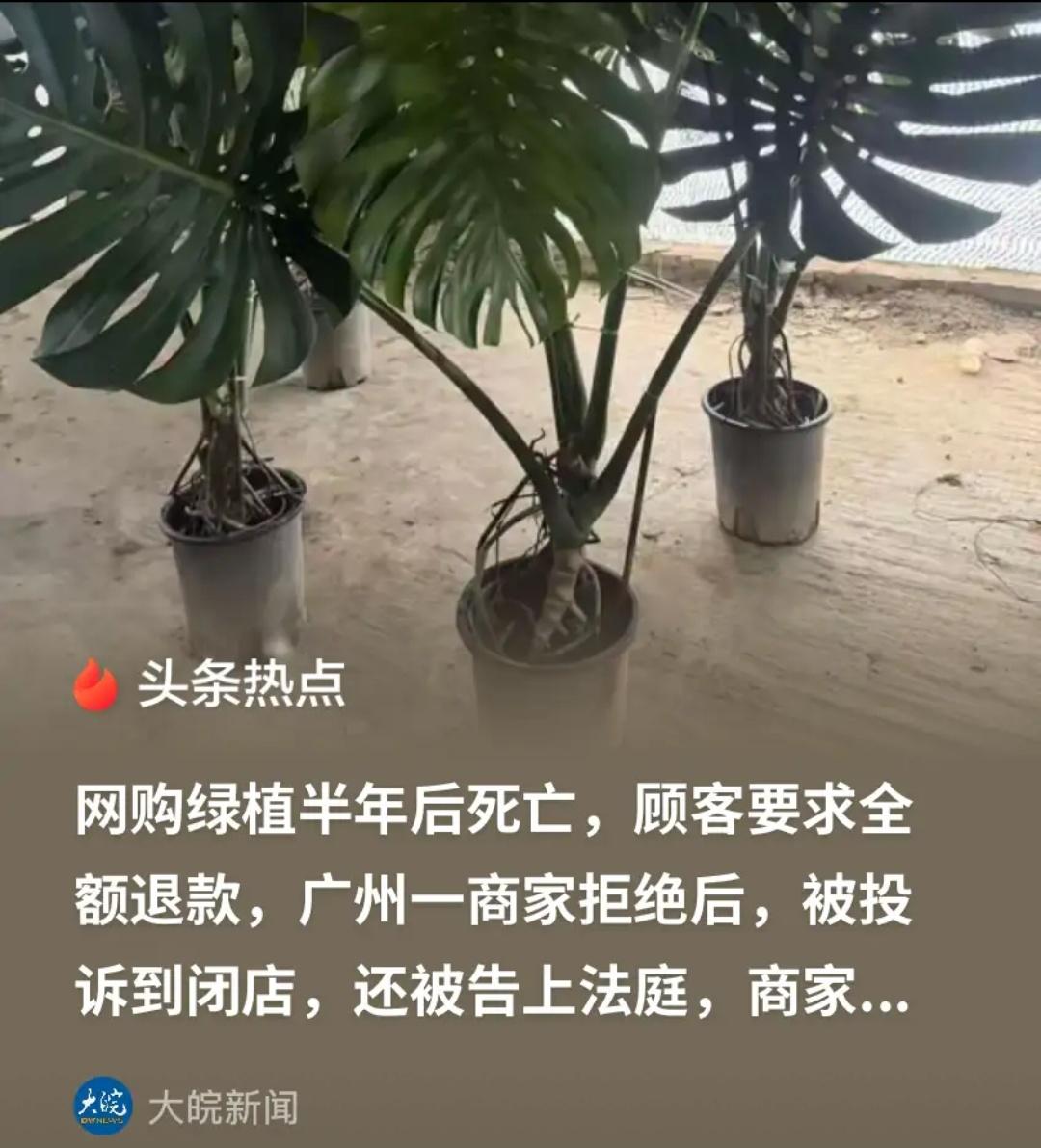 广州，一名顾客在网店花费258元购买一棵龟背竹绿植，正常养护半年之后，植株出现枯