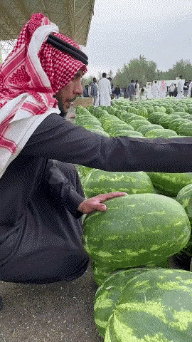 沙漠的西瓜🍉比我们这的甜吗？🤔