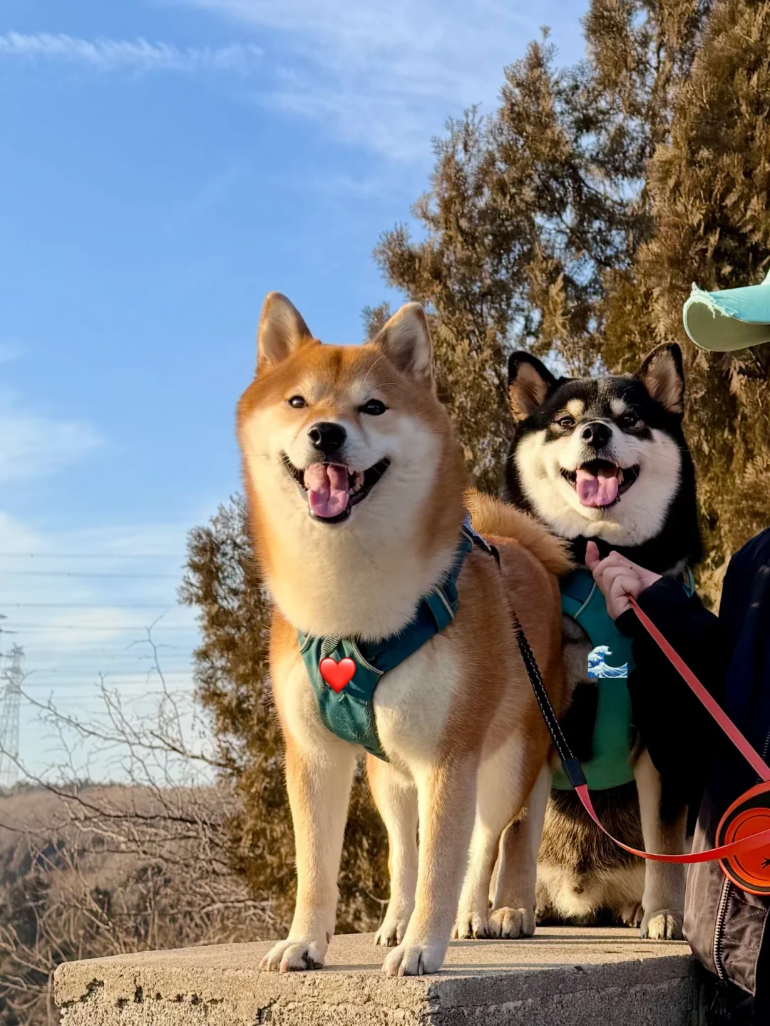 看看，这是我心爱的小狗哦