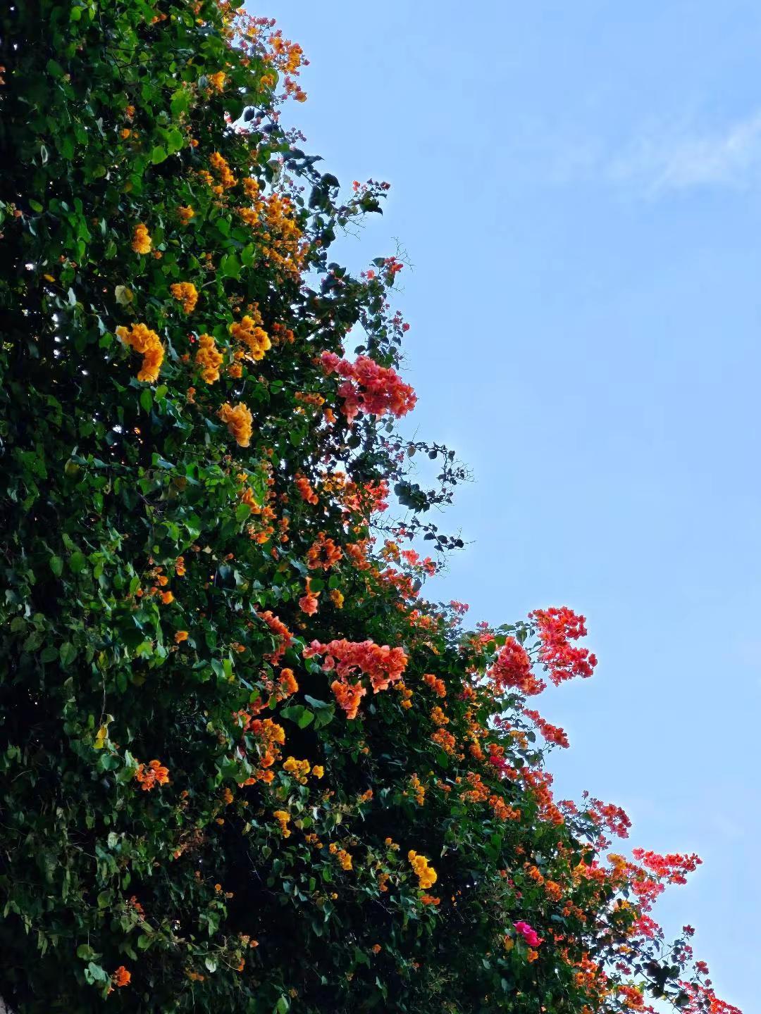 10.18实况🌺赤岗天桥三角梅开爆了 花城广州的浪漫永不缺席！海珠赤岗天桥三角
