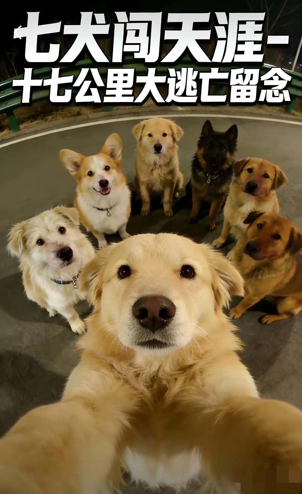 结伴走17公里回家的狗狗里，最让我感动的是那只柯基！它的名字叫大胖，在整个行程中