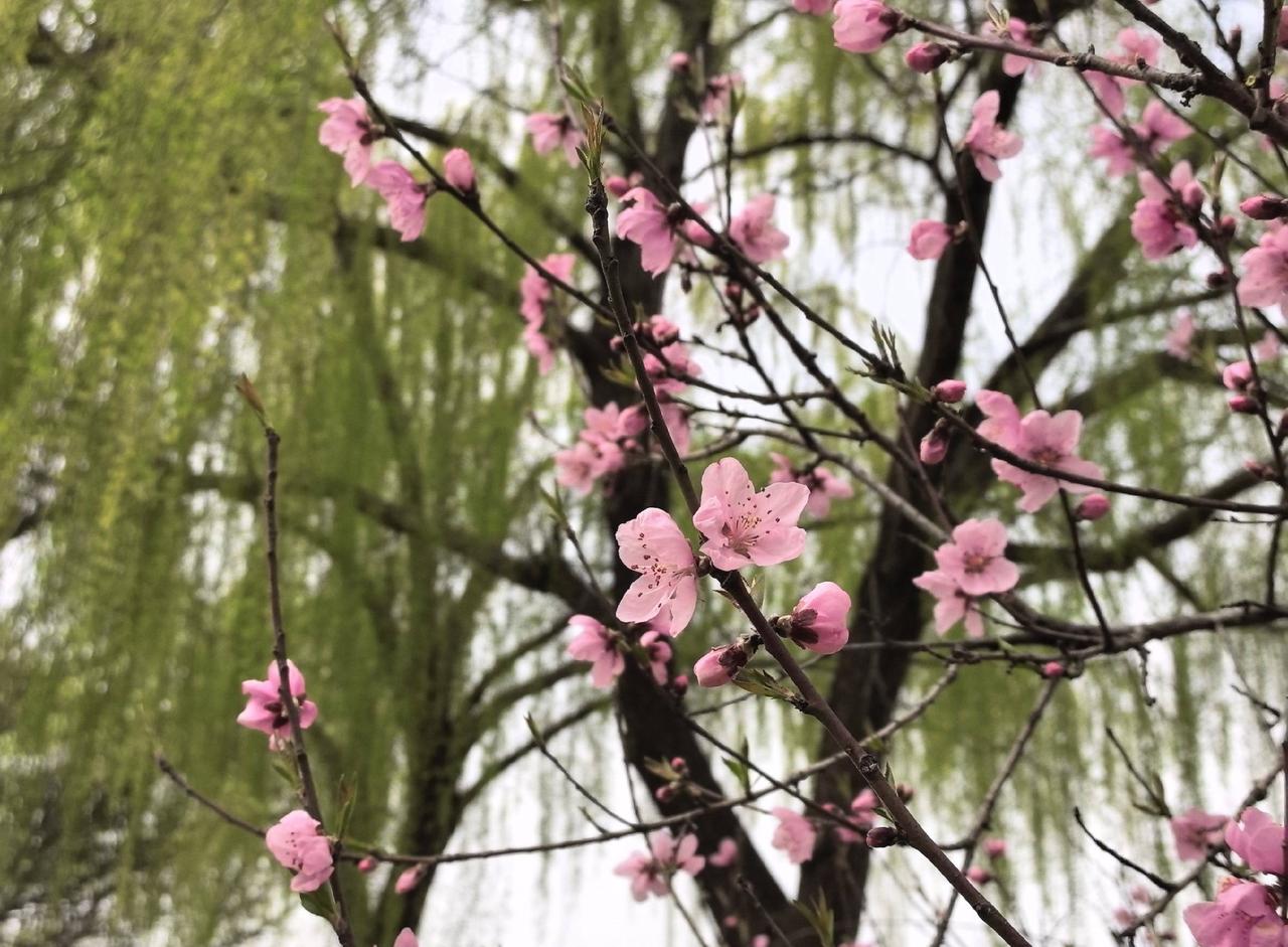 桃红柳又绿
📍广州 
天天领红包春日美景免费公园踏青赏花郊野公园周末游园赏桃花