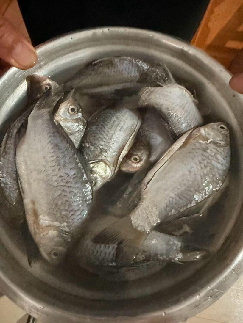 我爸把米姐的猫妈宠上天～真的跟养孩子似的。鸡胸肉、新鲜鱼，天天换着花样喂。今晚又