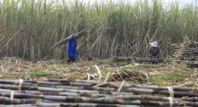 越南变化确实大，以前喊越南人过来砍甘蔗，一天50元，后来变100元，再变成150