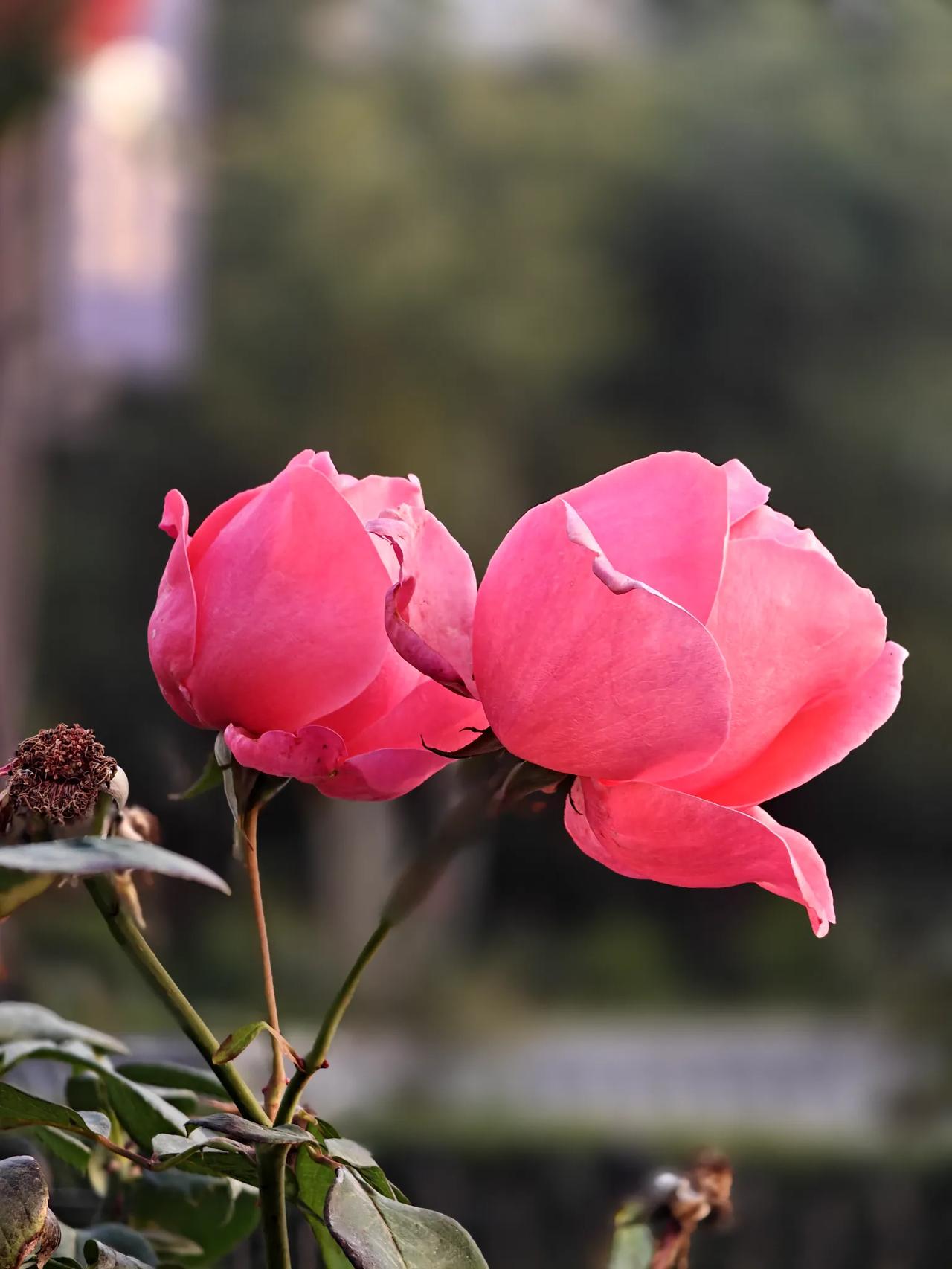 这么冷的冬天了
竟然还有如此娇艳的月季花
如果人生的风烛残年
也可以这样漂亮的活