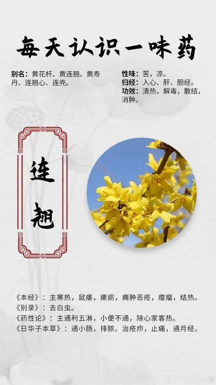 #国医的精诚力量# 【每天认识一味药】[心]连翘[微风]别名：黄花杆、黄连翘、黄