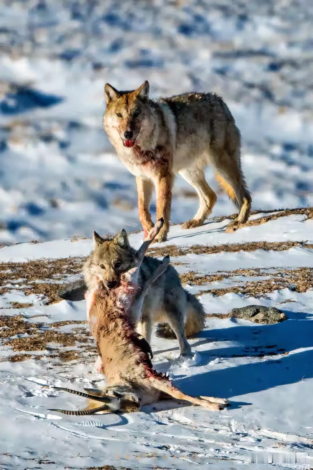 包头市达茂旗牧民石女士的遭遇实在太悲惨了！自2023年至今，她家已有22头骆驼被