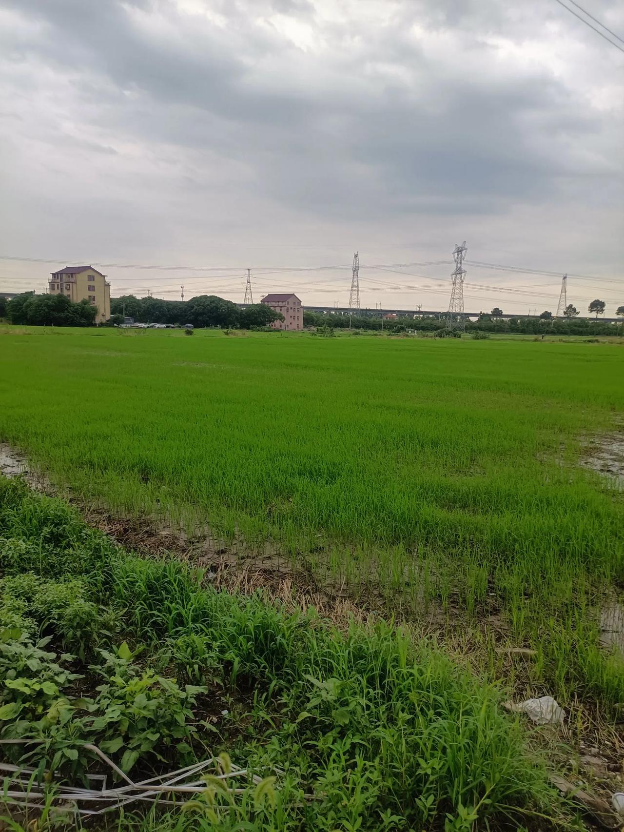 #记录夏日生活点滴#夏日浪漫