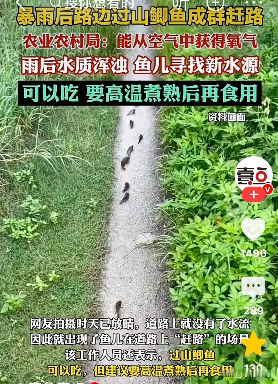 太神奇！鱼能在陆地上自由行走！广西防城港，大雨过后成群结队的鱼竟然登陆上岸，在山