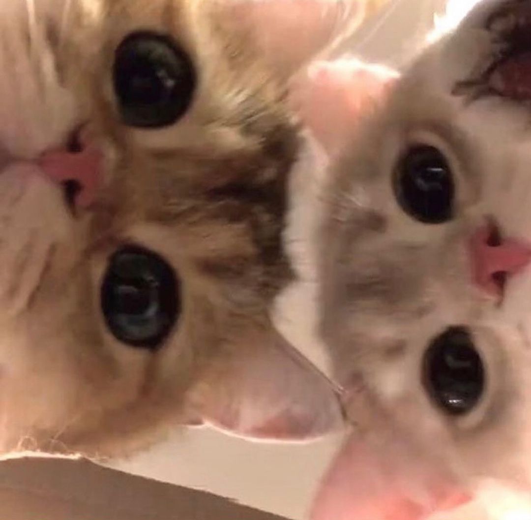 晕猫症：指看到可爱猫猫时，人会嘴角上扬，出现短暂的头脑眩晕，想要把头埋进猫猫身体