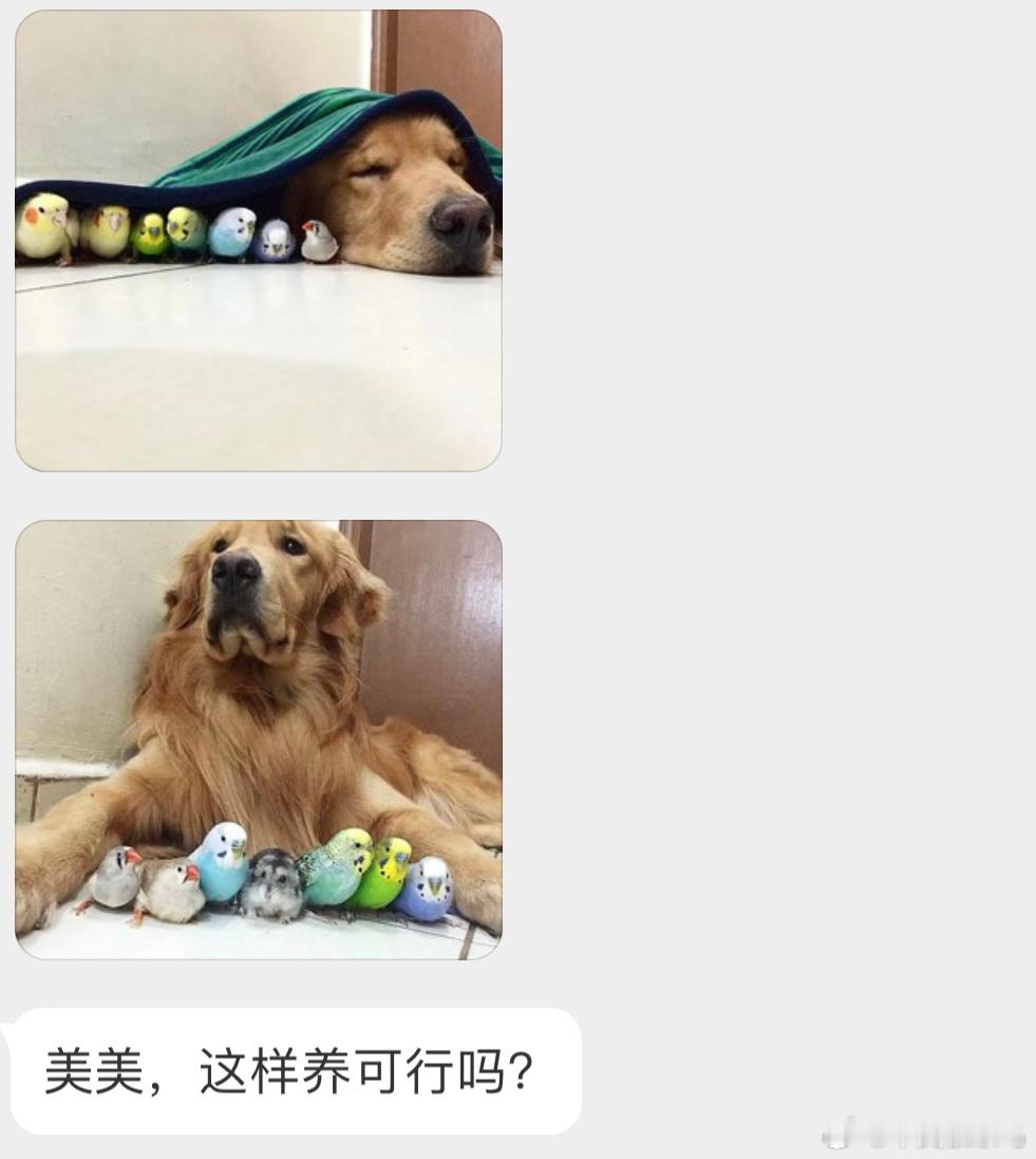 狗、仓鼠、鸟    有些许混乱即使金毛再没有攻击性，但爪子啥的也很容易压到它们的