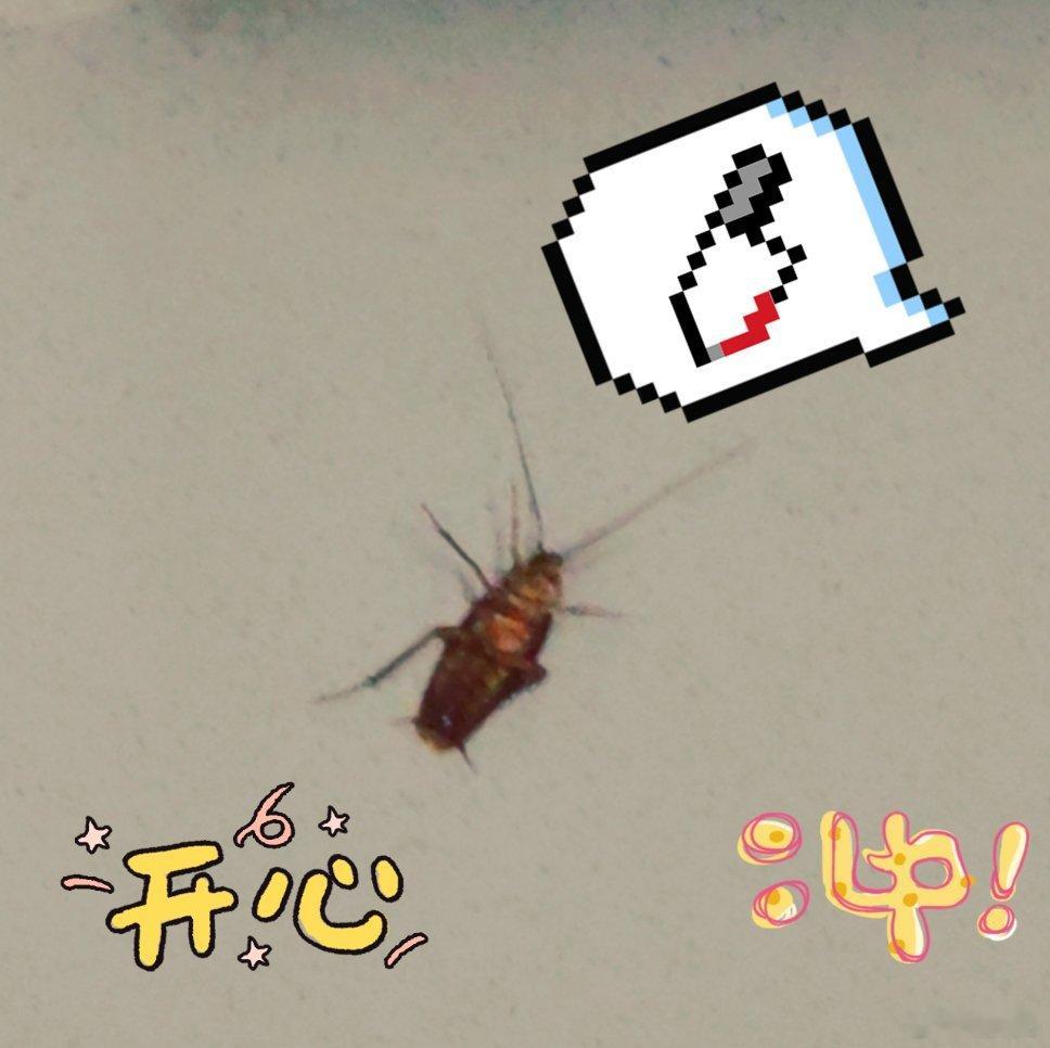 来广东生活，不用担心有小蟑螂🦗🦗————————————因为都是大的！！！日