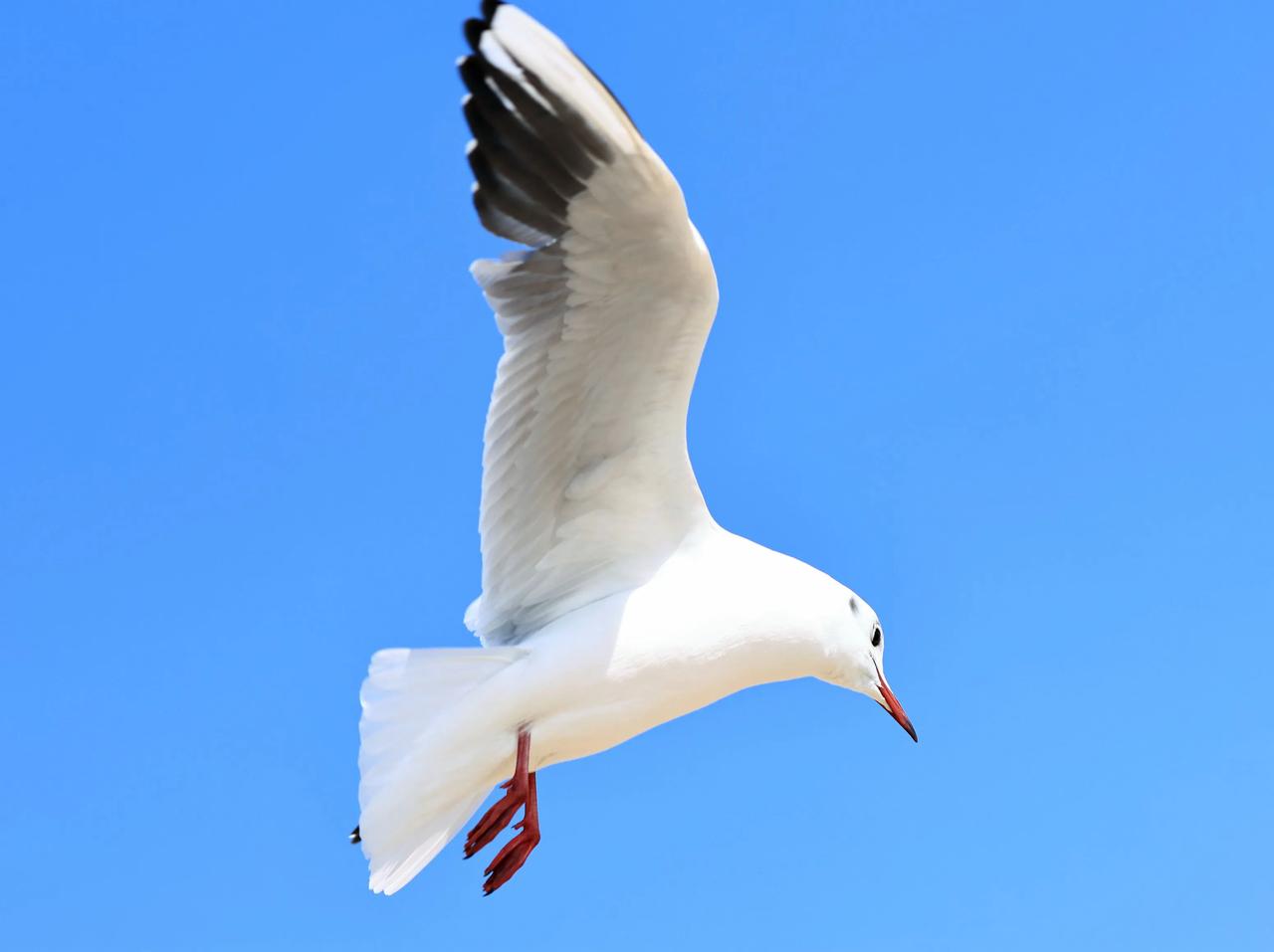 空中飞鸥