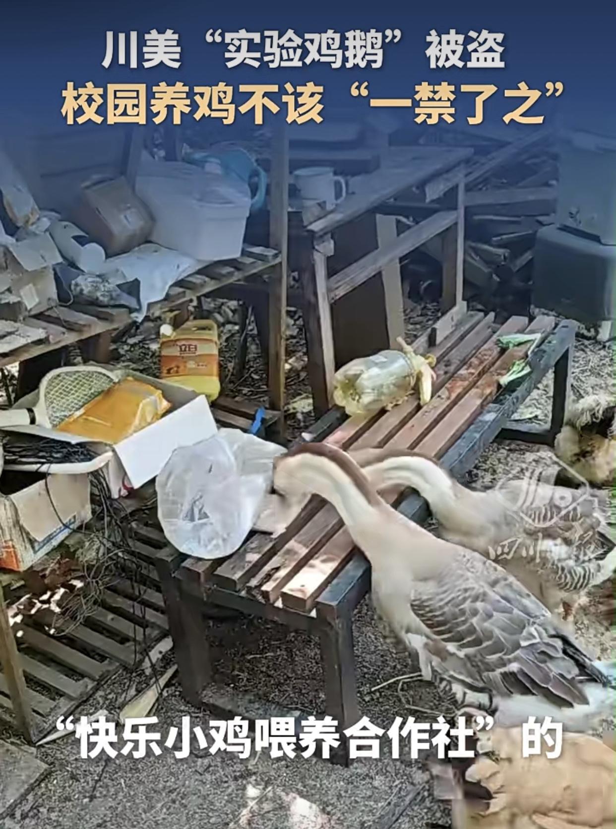 学生花了近两年时间养的10鸡2鹅，成了工人餐桌上的美味佳肴！

重庆，四川美术学