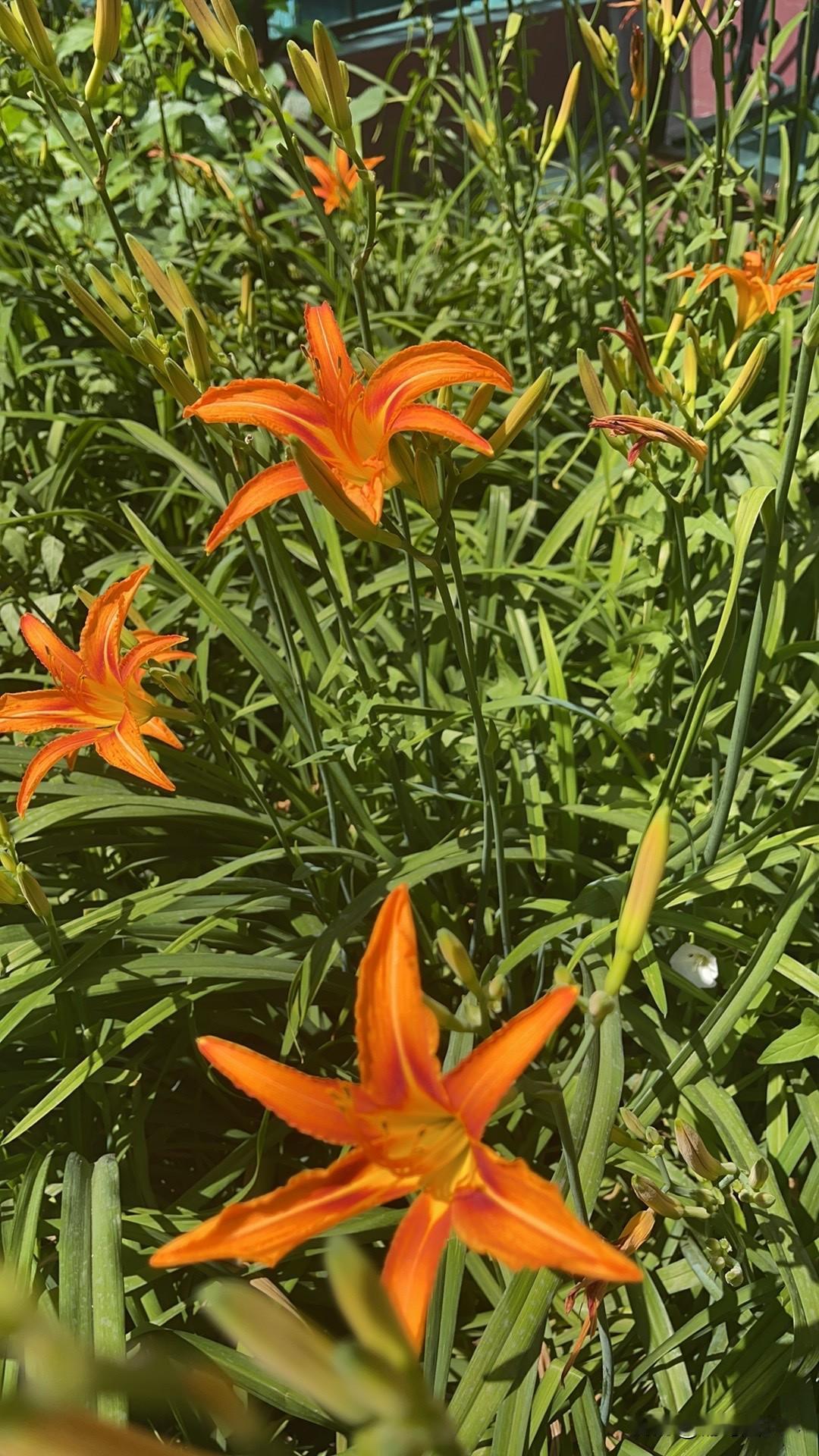 小时候听见夜晚安静了，老鼠发出卡擦卡擦的声音，老人就说，是老鼠磨牙呢！
老鼠每天