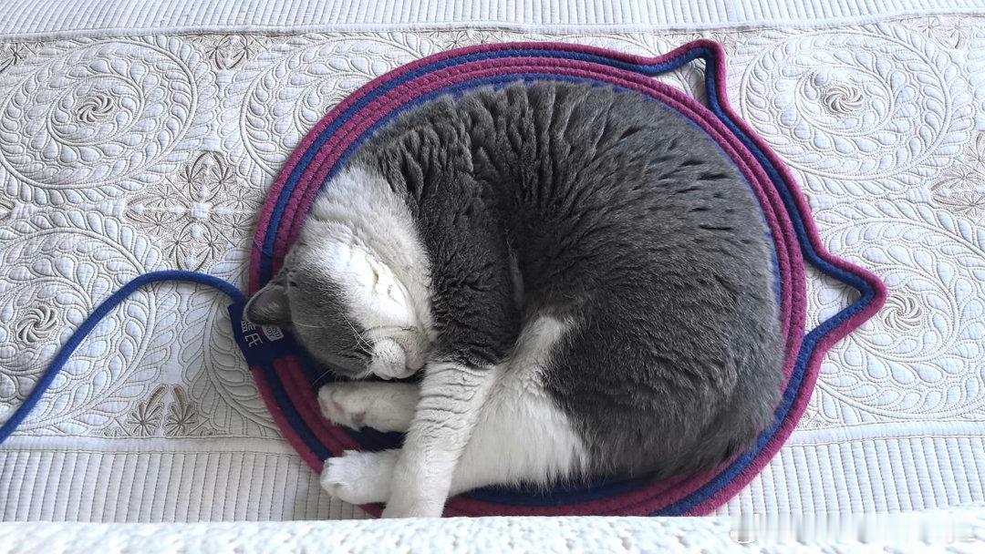 好累好想当小猫 ​​​