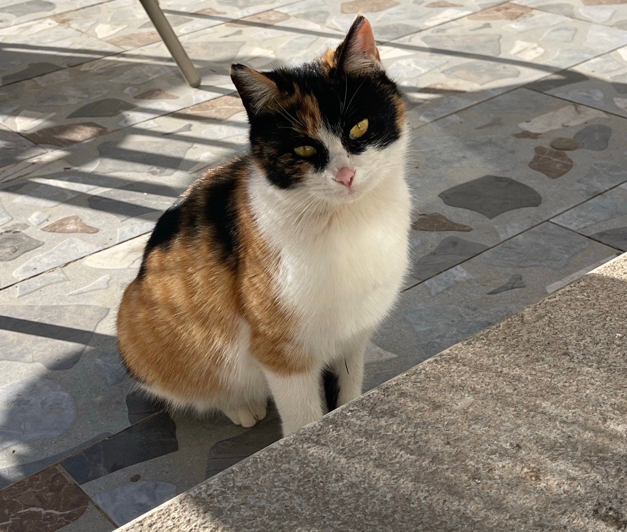 做个调查，养宠物的家长，你们还会买养猫攻略的图书吗？后三张是同一猫，我对他又爱又