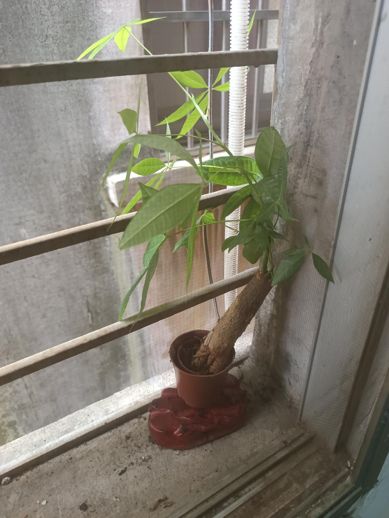 你敢相信吗？在路边捡了一棵小树，放回家竟然长这么大
